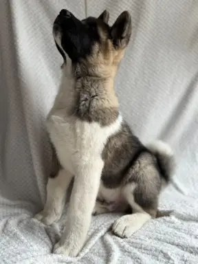 Akita Amerykańska piesek Achilles 5