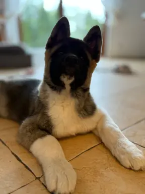 Akita Amerykańska piesek Achilles 7