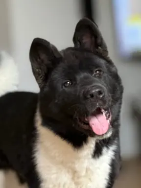 Akita Amerykańska suczka Atena 2