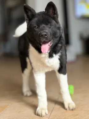 Akita Amerykańska suczka Atena 1