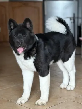Akita Amerykańska suczka Atena 4