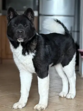 Akita Amerykańska suczka Atena 5