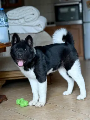 Akita Amerykańska suczka Atena 3