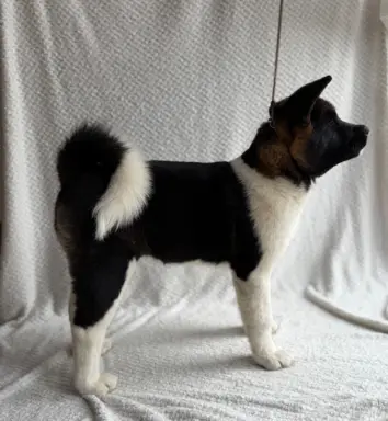 Akita Amerykańska suczka Atena 6