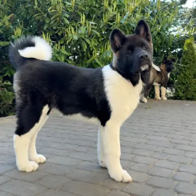 Akita Amerykańska suczka Atena 9