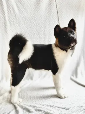 Akita Amerykańska suczka Atena 7