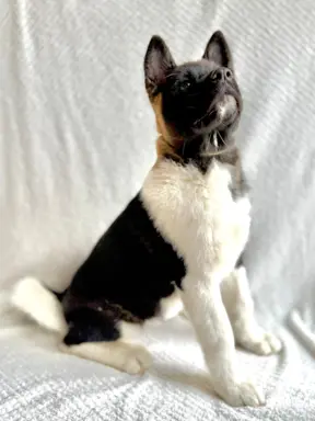 Akita Amerykańska suczka Atena 8