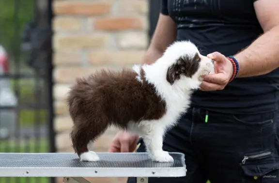 Border Collie – Piękne szczenięta 2