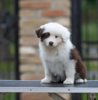 Border Collie – Piękne szczenięta 3