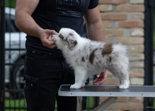 Border Collie – Piękne szczenięta 4