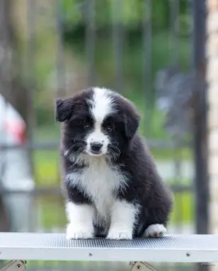 Border Collie – Piękne szczenięta 1