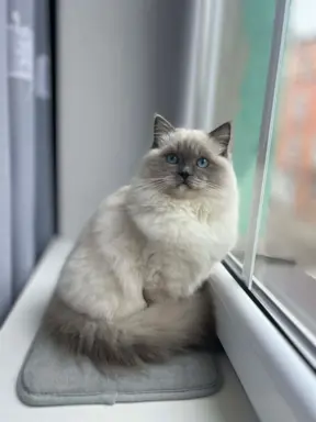 Kocięta Ragdoll - rezerwacje otwarte! FPL/FIFe 7