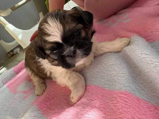 Sunia „Bella” rasy shih tzu z rodowodem 1