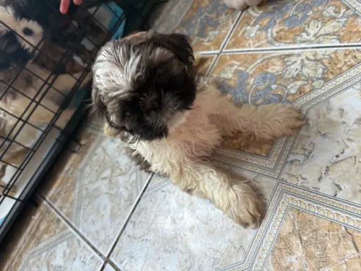 Sunia „Bella” rasy shih tzu z rodowodem 2