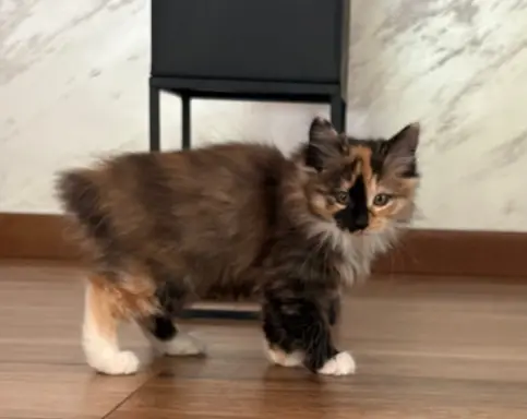 Kurylski Bobtail gotowe do odbioru. 3