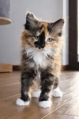 Kurylski Bobtail gotowe do odbioru. 1