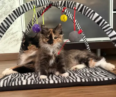 Kurylski Bobtail gotowe do odbioru. 4