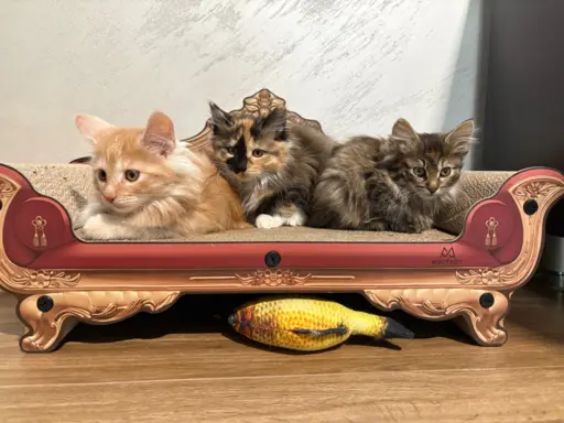 Kurylski Bobtail gotowe do odbioru. 2