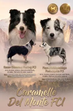 Szczeniak Border Collie FCI/ ZKwP 4