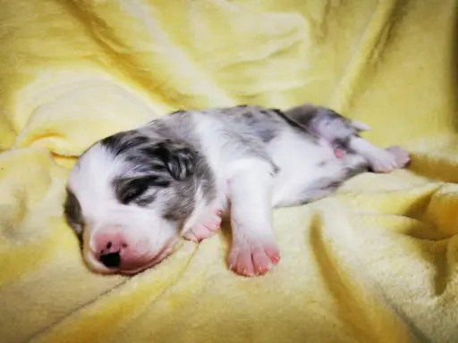 Szczeniak Border Collie FCI/ ZKwP 3