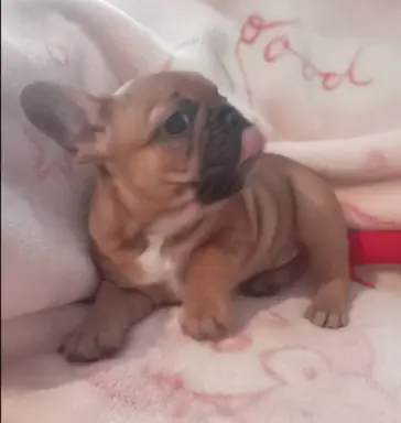 Buldog francuski 5