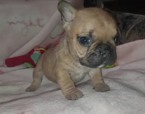 Buldog francuski 6
