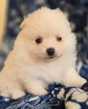 Szpic miniaturowy,pomeranian suczka 1