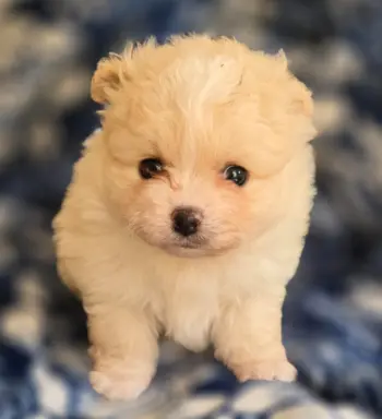 Szpic miniaturowy,pomeranian suczka 2