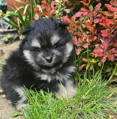 Szpic miniaturowy,pomeranian suczka 3