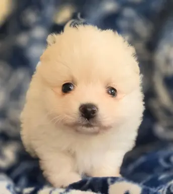 Szpic miniaturowy,pomeranian suczka 4