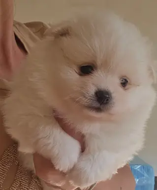 Szpic miniaturowy,pomeranian suczka 5