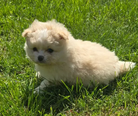 Szpic miniaturowy,pomeranian suczka 6