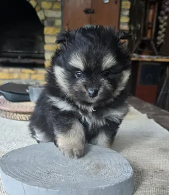 Szpic miniaturowy,pomeranian suczka 7
