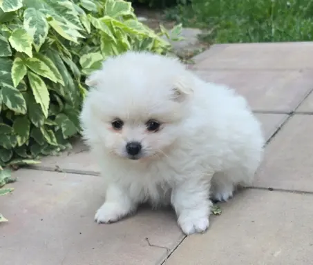 Szpic miniaturowy,pomeranian suczka 8