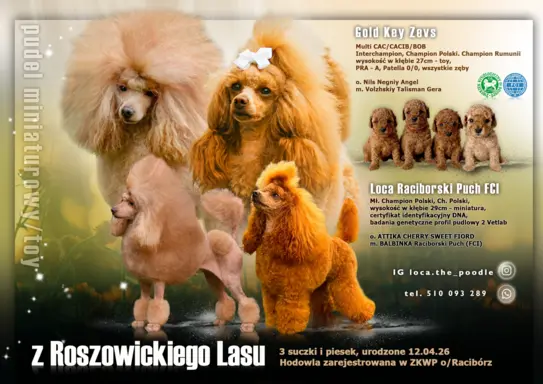 Pudel płowy toy/miniaturowy FCI 1