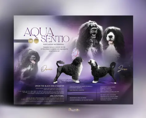 Aqua Sentio Portugalski Pies Dowodny - Miot B 1