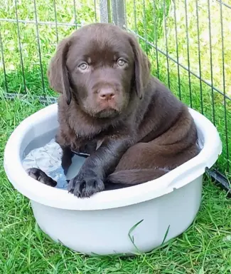Labrador czekoladowy szczenię 10