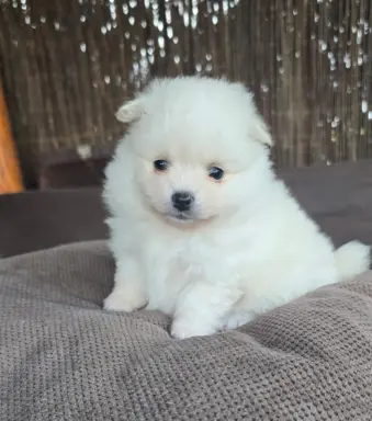 Szpic miniaturowy,pomeranian suczka 9