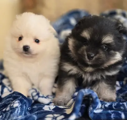 Szpic miniaturowy,pomeranian suczka 1