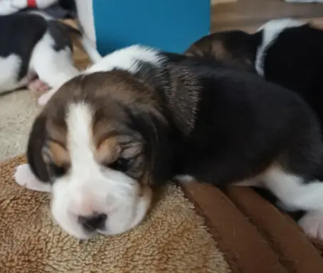 Beagle tricolor ZKwP 1