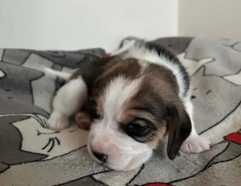 Beagle tricolor ZKwP 2