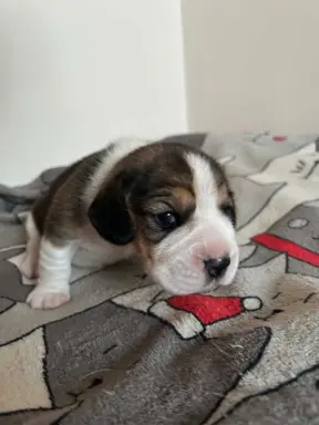 Beagle tricolor ZKwP 3
