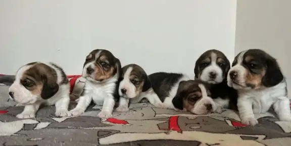 Beagle tricolor ZKwP 4