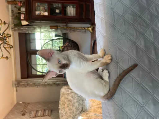 Devon rex kocurek fodowod FPL 1