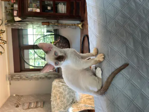 Devon rex kocurek fodowod FPL 2