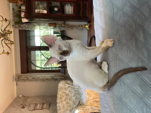 Devon rex kocurek fodowod FPL 3