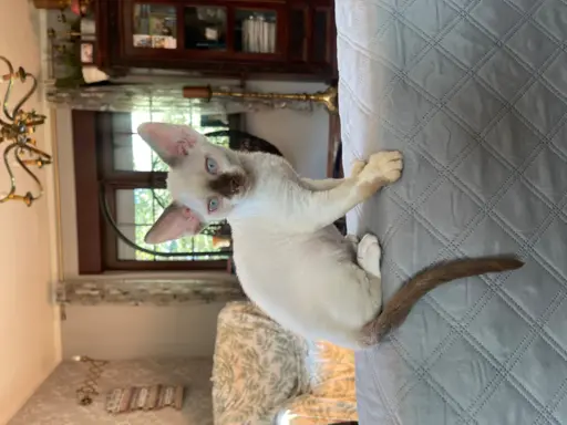Devon rex kocurek fodowod FPL 4