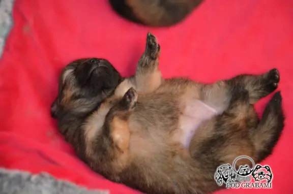 Szpic miniaturowy Pomeranian do rezerwacji. 2
