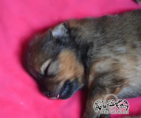Szpic miniaturowy Pomeranian do rezerwacji. 3