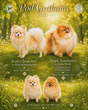 Szpic miniaturowy Pomeranian do rezerwacji. 4